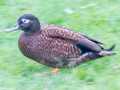 Laysan Duck x Mallard hybrid